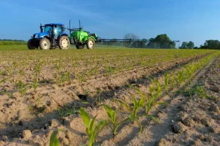 Désherbage des maïs : adapter les programmes à la parcelle pour préserver les molécules restantes