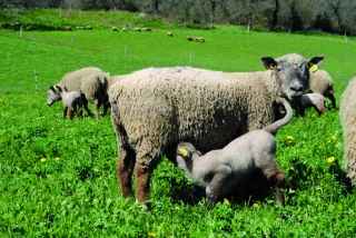 La tique, un parasite porteur de maladies