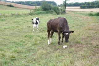 ELVEA FC accompagne les éleveurs