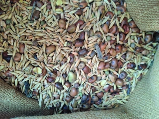 Chronique ovine / La culture du méteil en grains n’est pas toujours rentable