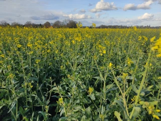 Comprendre le phénomène de floraison lente, peu explosive, et ses facteurs aggravants