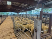 Le Cadran ouvert aux ovins et caprins