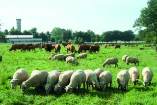 Quatre webinaires sur l’association ovins-bovins