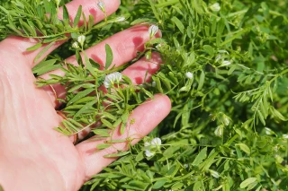 L’agriculture mal alignée