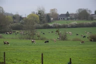 Lait bio, robots de traite et pâturage