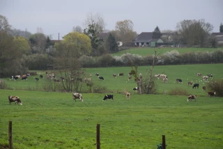 Lait bio, robots de traite et pâturage