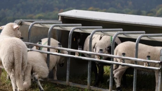 Le nourrisseur n’est pas indispensable aux agneaux d’herbe