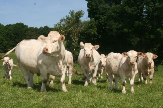 La décapitalisation ralentit fortement en UE
