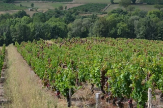 La dense réalité bourguignonne