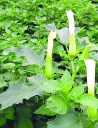 Datura : mieux le connaître pour mieux le combattre
