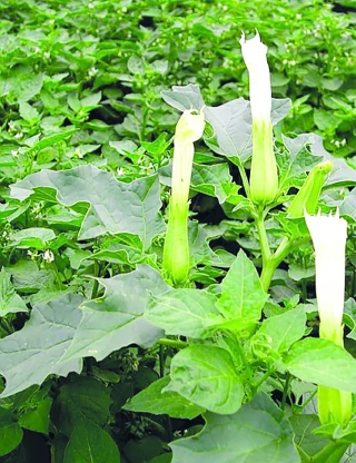 Datura : mieux le connaître pour mieux le combattre