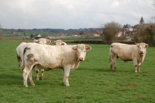 Plaidoyer de l’Agence de l’environnement de l’UE pour les systèmes extensifs
