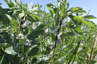 Surveiller les pucerons