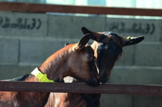 « Trouvailles de chevrier » : éleveurs caprins, à vos innovations !
