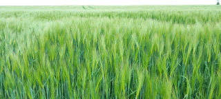 Bonne production mondiale, prix en berne