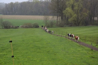 Pâturage et robot de traite à l’étude