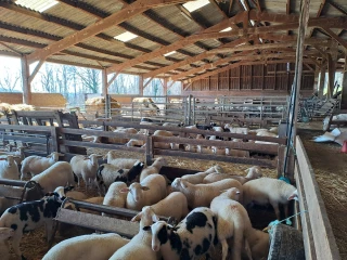 Transformer une stabulation en bergerie