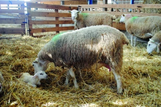 Chronique ovineDes luttes naturelles avec un traitement lumineux