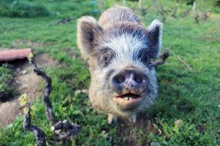 Des cochons néo-zélandais pour désherber la vigne