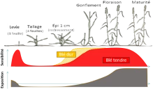 Irrigation du blé 2026 : quel bilan mi-avril ?