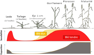 Irrigation du blé 2026 : quel bilan mi-avril ?