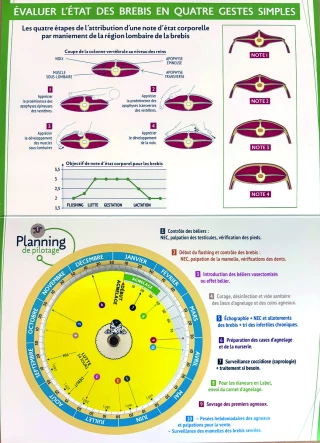 Un disque de naissance pour maîtriser ses périodes de vente d’agneaux