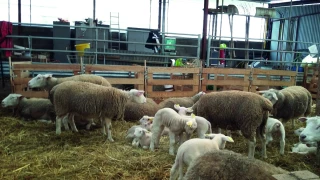 La pasteurellose, une maladie contagieuse