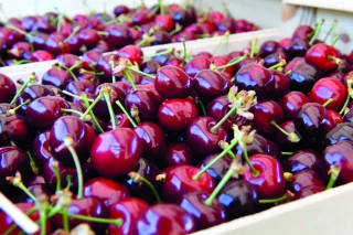 Cerises : des perspectives de récoltes à un niveau normal