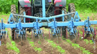 Gestion de l’ambroisie dans les cultures de printemps