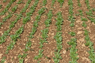 Sécuriser l’implantation