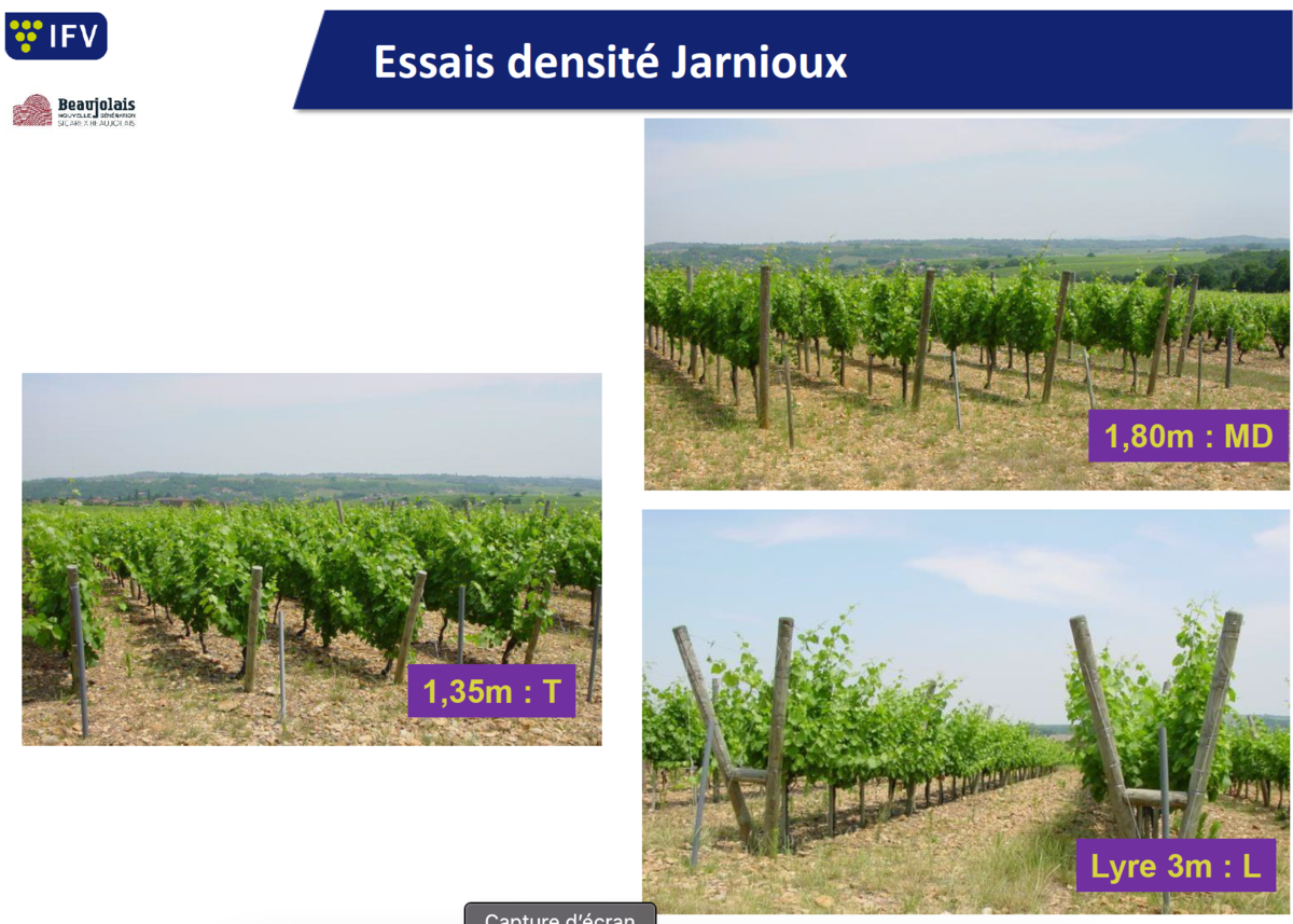 La Sicarex Beaujolais bouscule les idées reçues