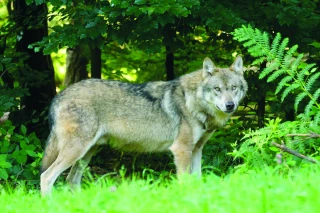 Loup, les députés facilitent encore les tirs