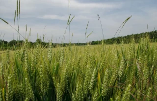 Ses impasses de plus en plus fréquentes
