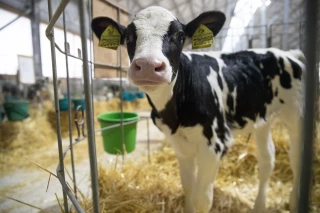 Une bonne ambiance des bâtiments pour une bonne santé des veaux