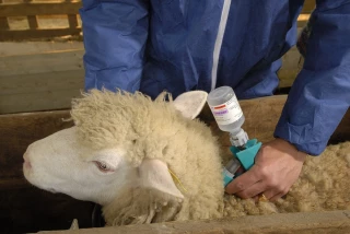 Vaccins FCO-1 : les éleveurs paieront l’acte