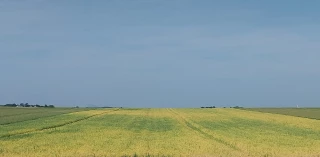 Récolte des protéagineux