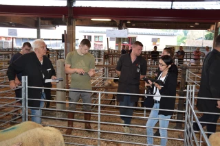 Le marché de moutons bien installé !