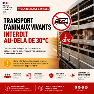 Canicule rouge en Saône-et-Loire :Le transport des animaux vivants suspendu