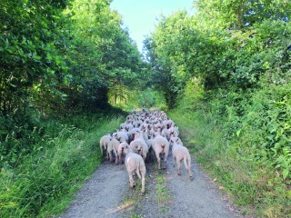 Sevrer et rentrer les agneaux en bergerie