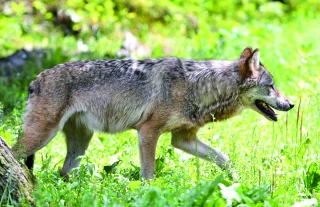 Loup : les sénateurs réécrivent la copie des députés