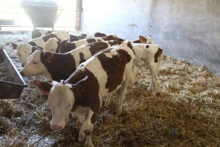 Les jeunes animaux en première ligne