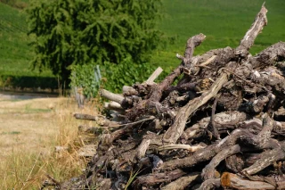 Après l'arrachage, la peur du vide