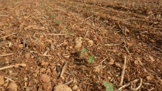 Réussir l’implantation pour obtenir un colza robuste