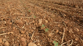 Réussir l’implantation pour obtenir un colza robuste