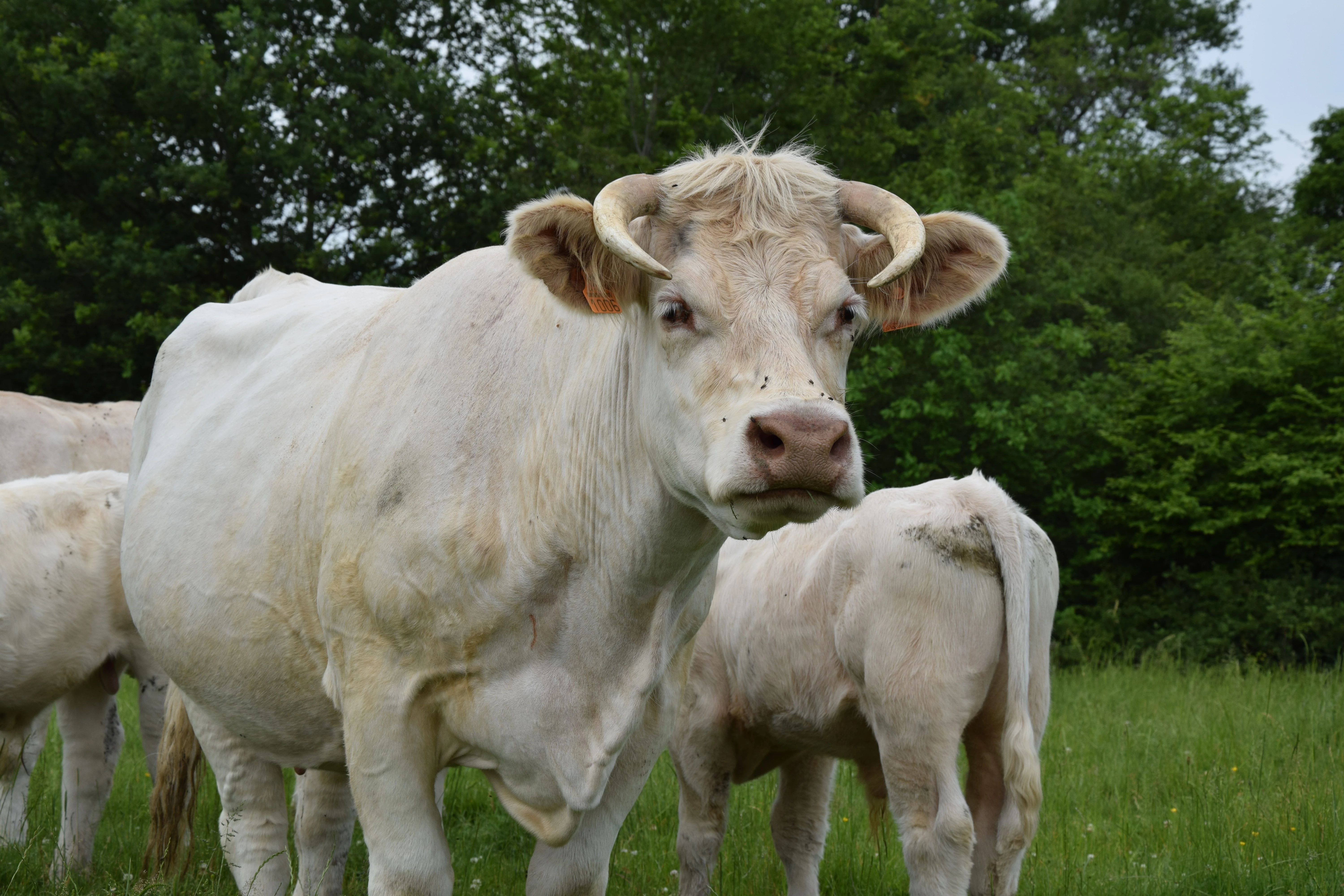 Le Herd Book Charolais veut préserver la liberté d’entreprendre