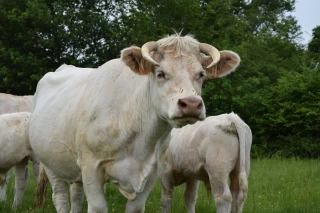 Le Herd Book Charolais veut préserver la liberté d’entreprendre