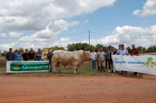 Charolais Evaluation 71 possède désormais une « gamme » de taureaux très complète !