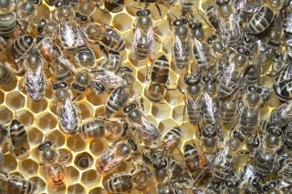 Le Certificat de spécialisation Apiculture est créé
