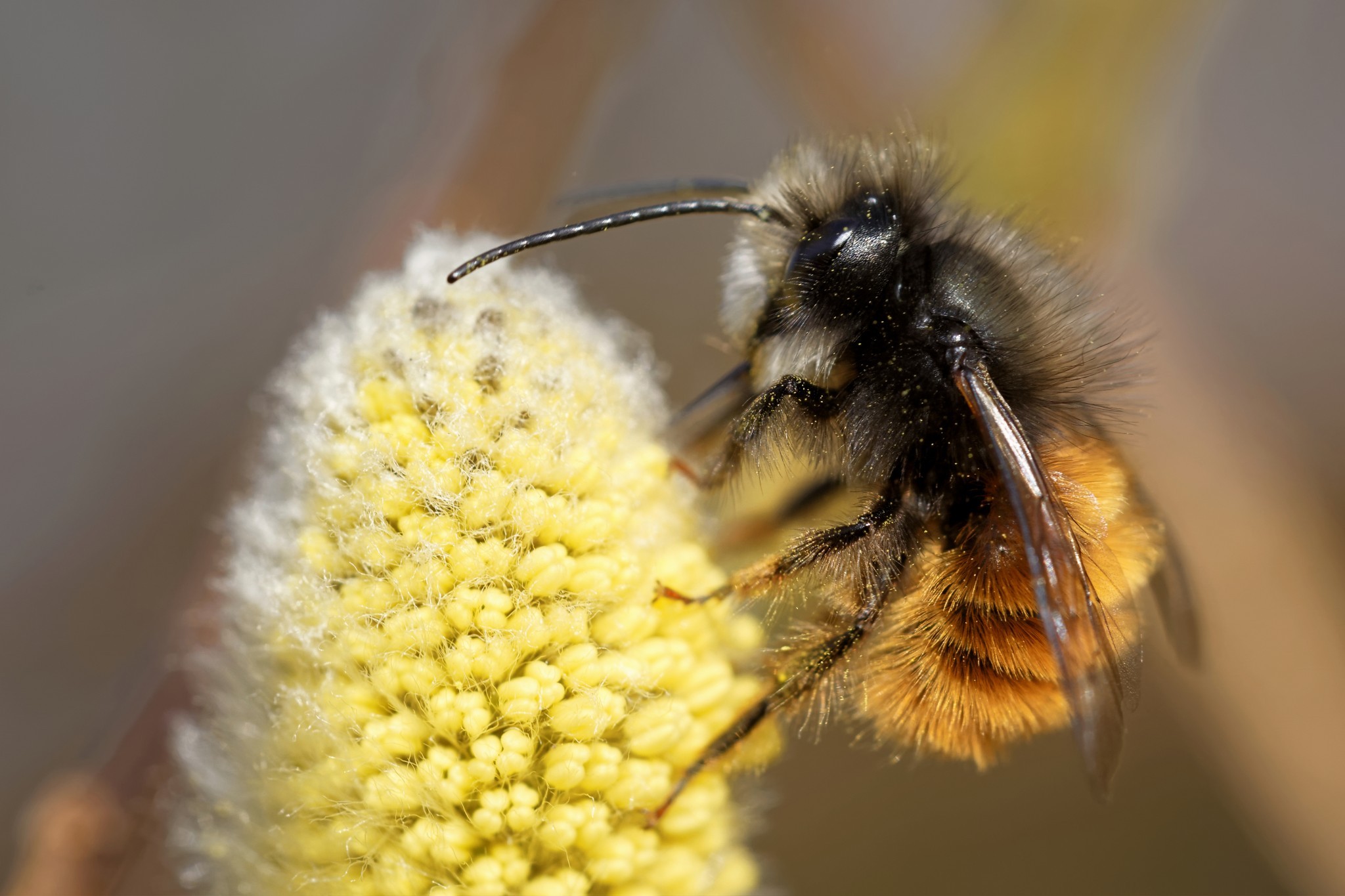 Fêtez les mères avec des abeilles