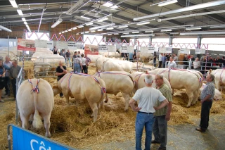 La Fête du Bœuf à Créancey de retour le 17 avril